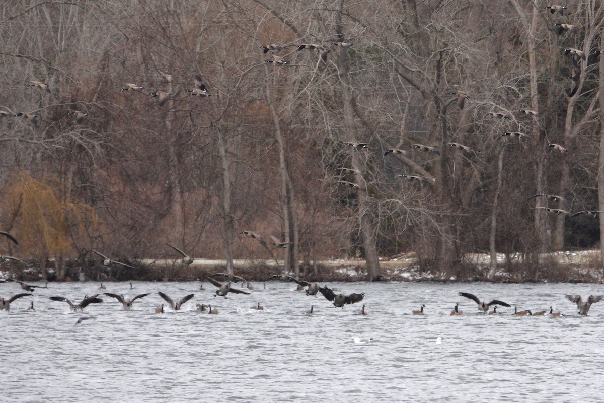 Ring-billed Gull - ML93361421