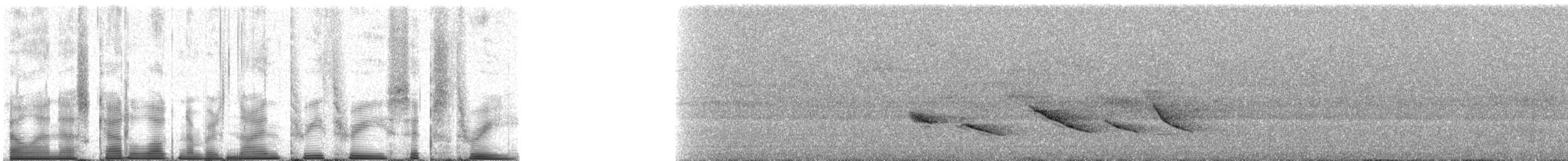 Зернолуск антильський - ML93363