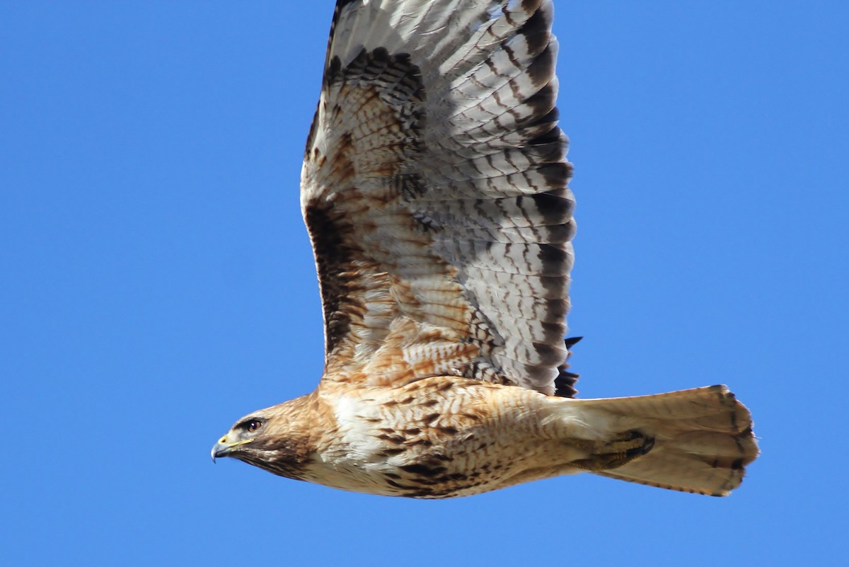 Rotschwanzbussard (calurus/alascensis) - ML93364471