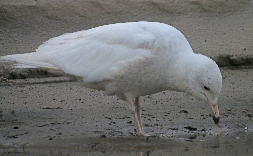 Glaucous Gull - ML93366941