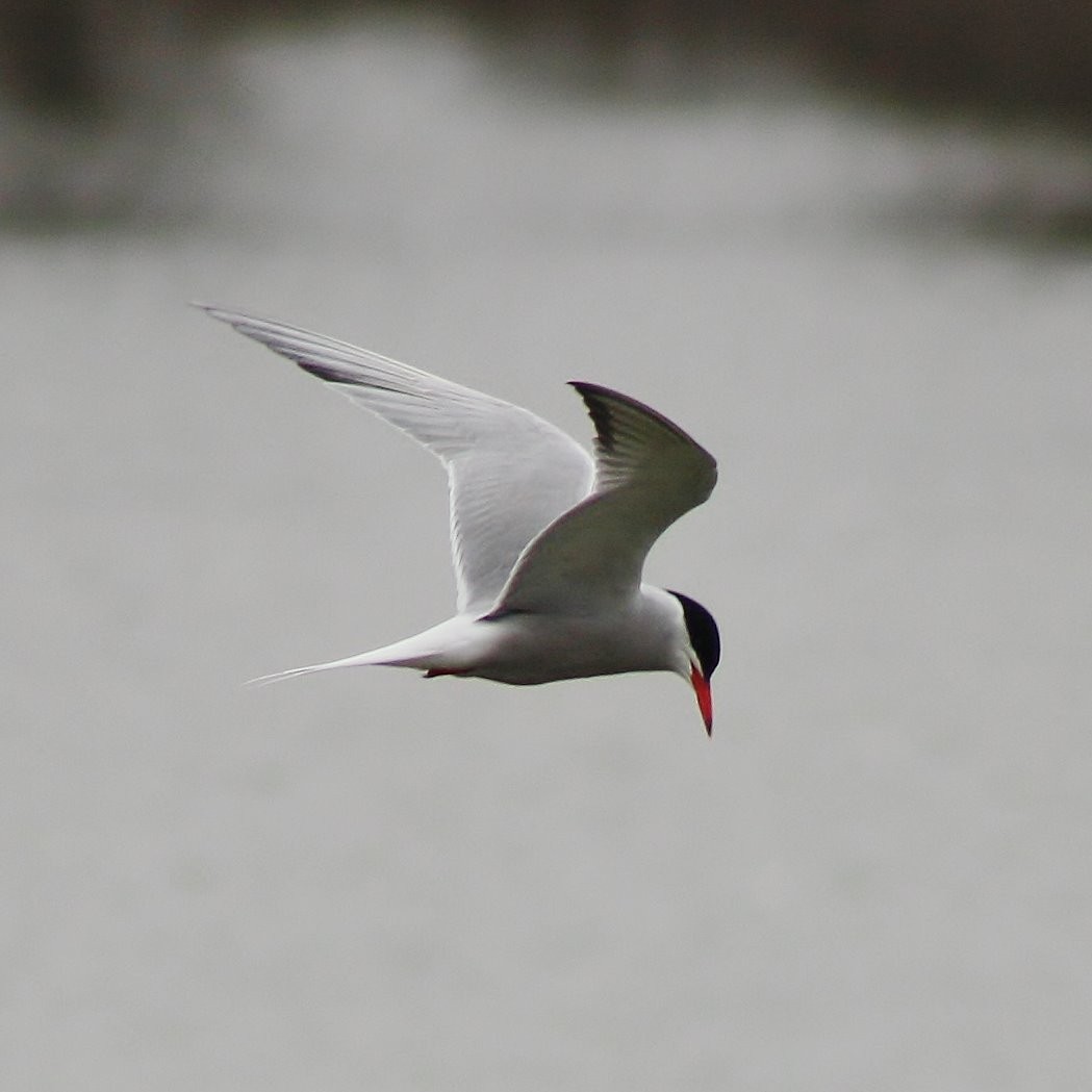 Common Tern - Jonathan Heller
