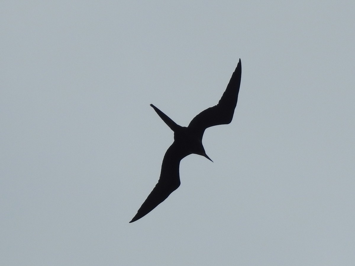 Magnificent Frigatebird - ML93368681