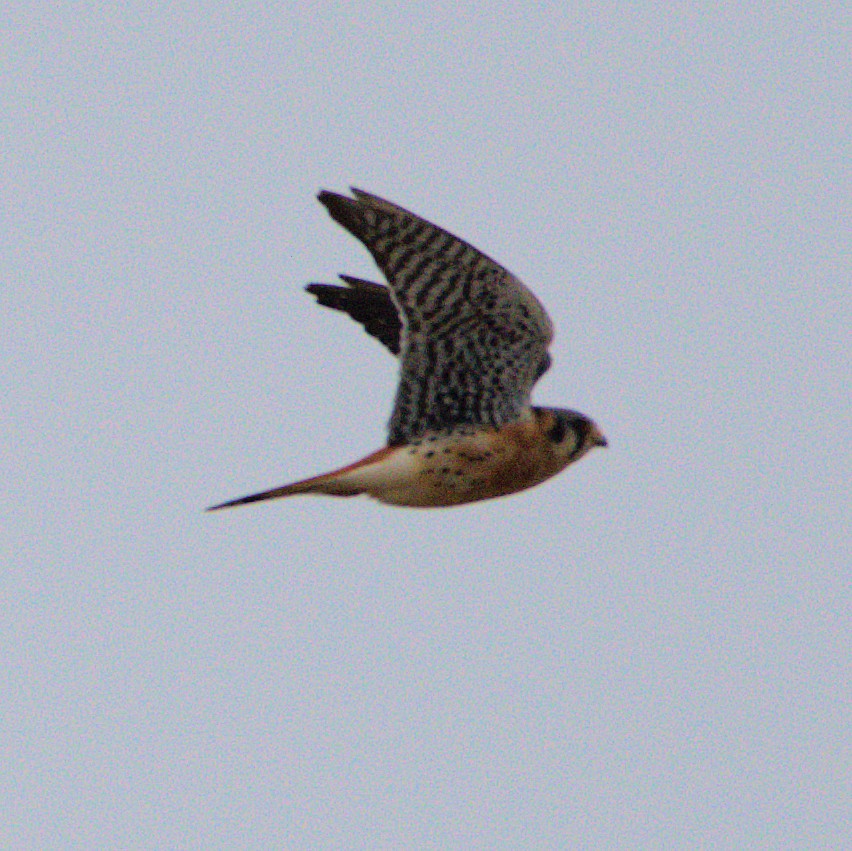 American Kestrel - ML93369191