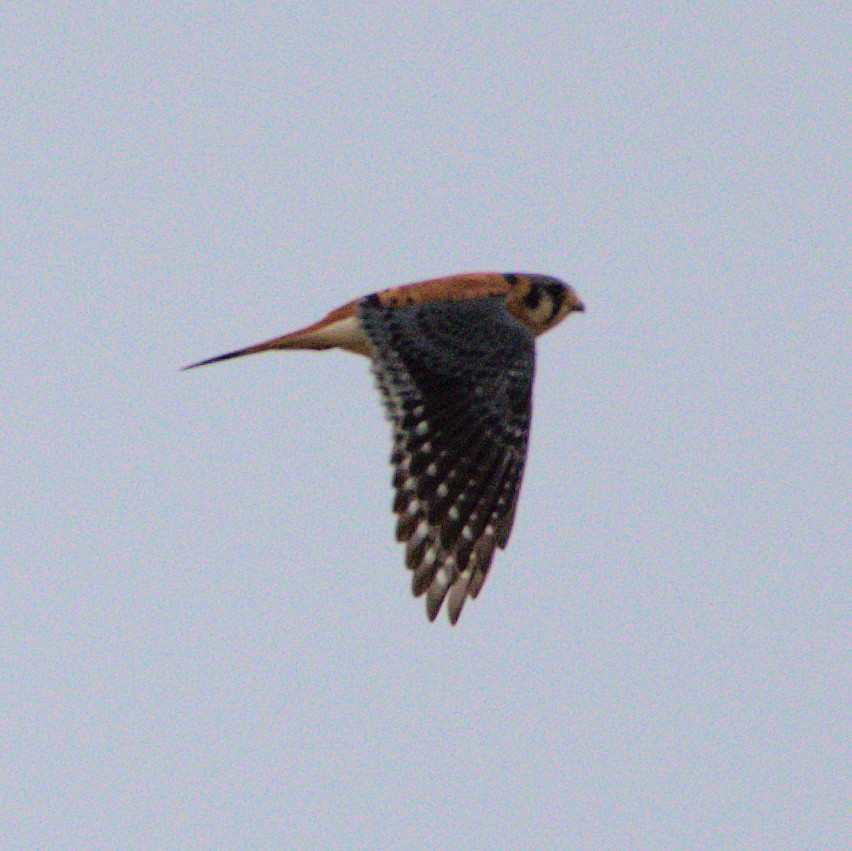 American Kestrel - ML93369201