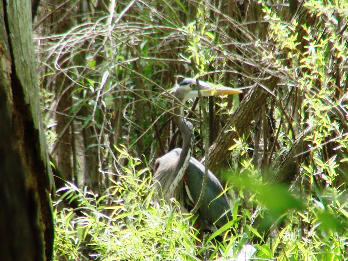 Great Blue Heron - ML93370321