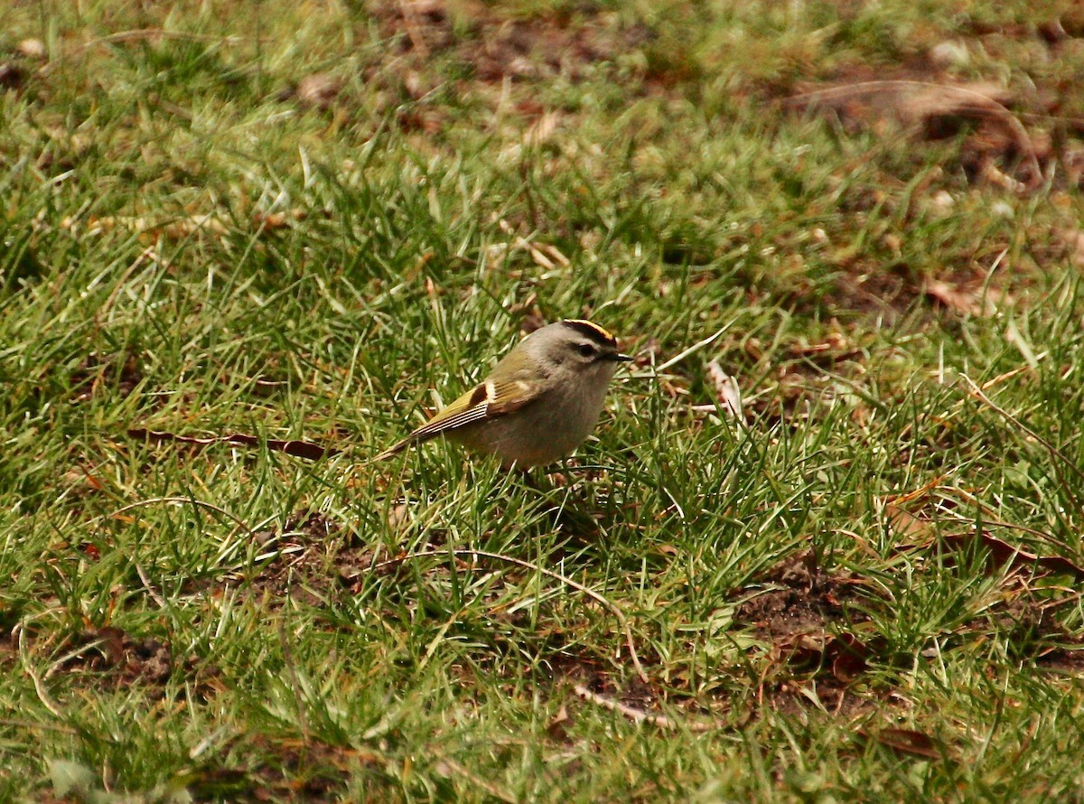 Golden-crowned Kinglet - ML93372671