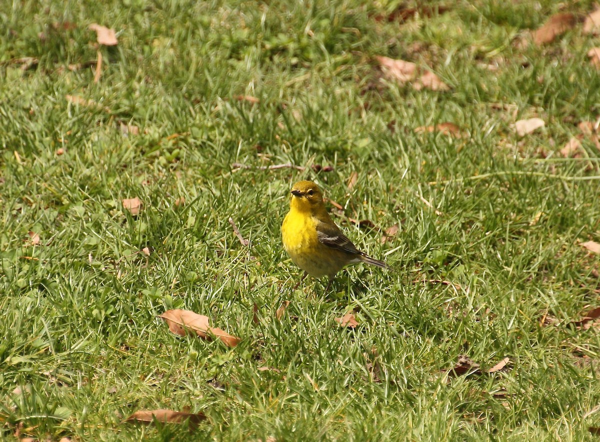 Pine Warbler - Loyan Beausoleil