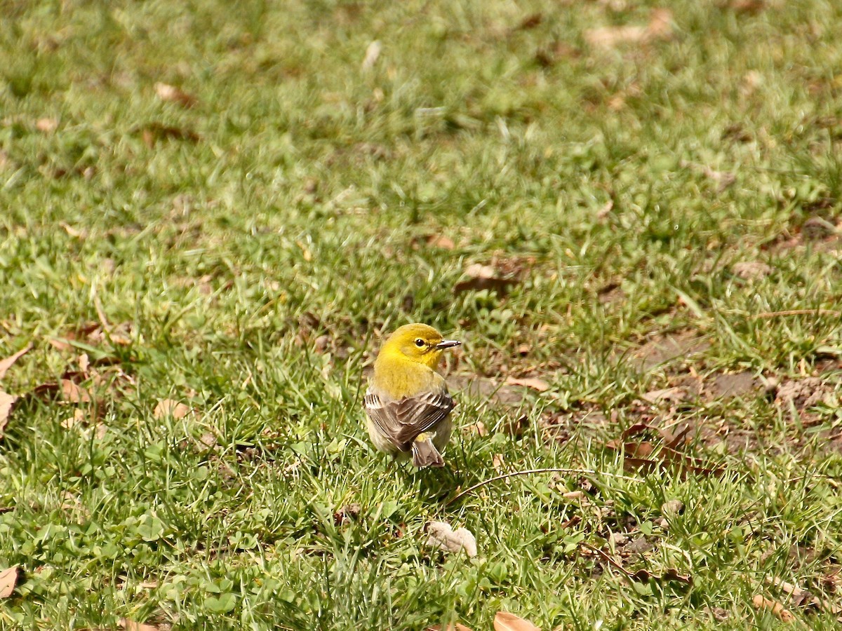 Pine Warbler - Loyan Beausoleil