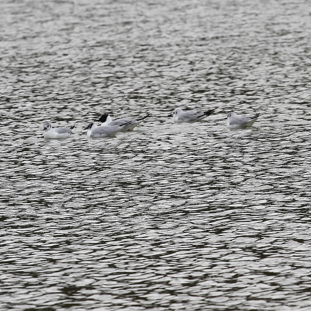 Bonaparte's Gull - Donna Mohney