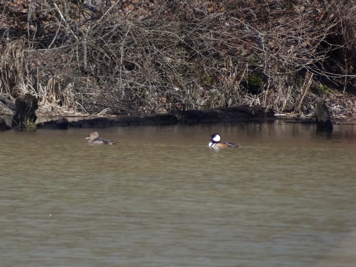 Hooded Merganser - Jeffrey Roth