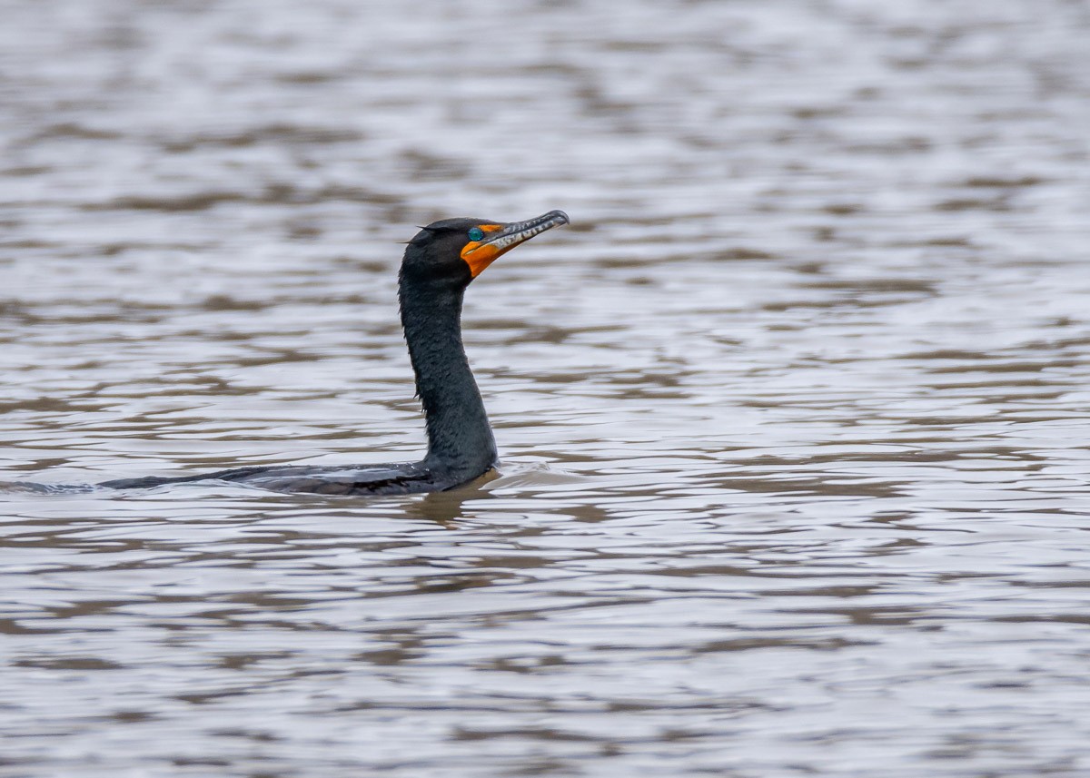 Double-crested Cormorant - ML93377961