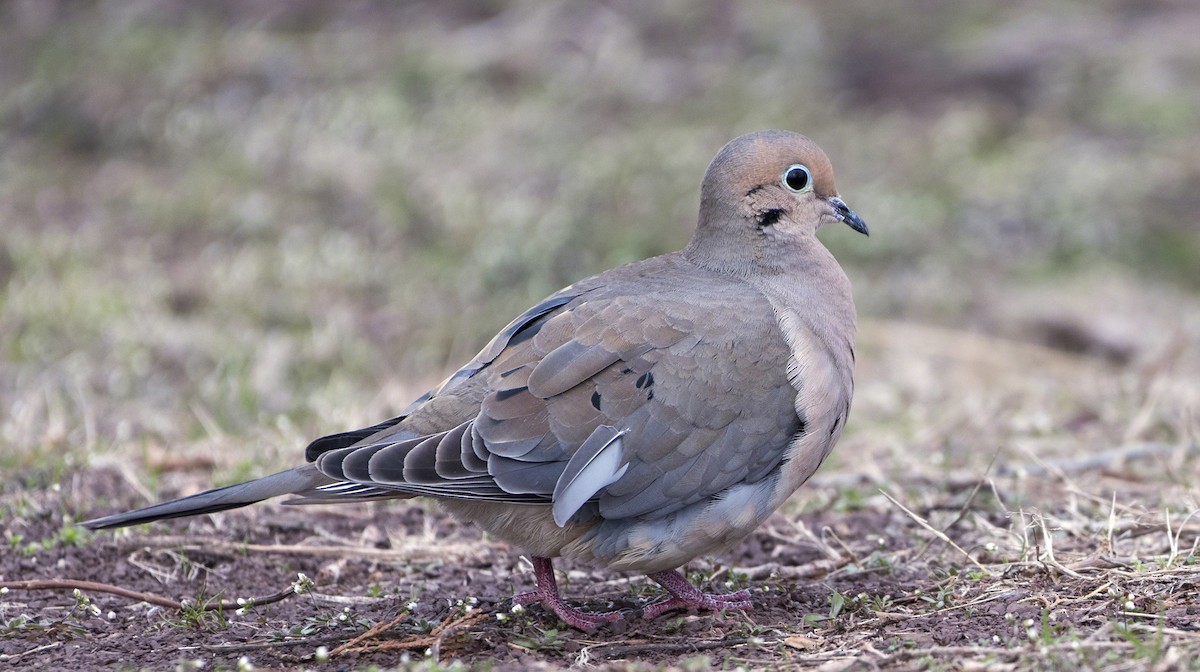 Mourning Dove - ML93378531
