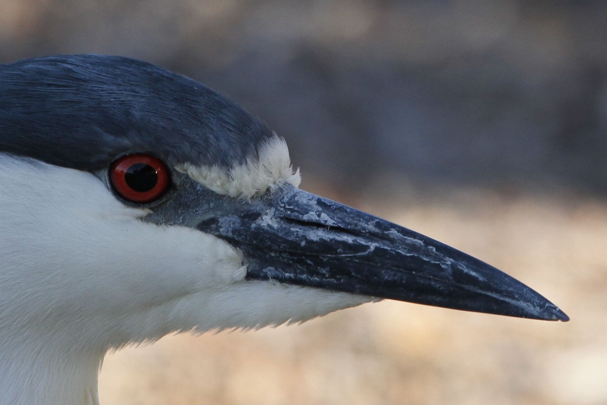 Black-crowned Night Heron - Reinhard Vehring