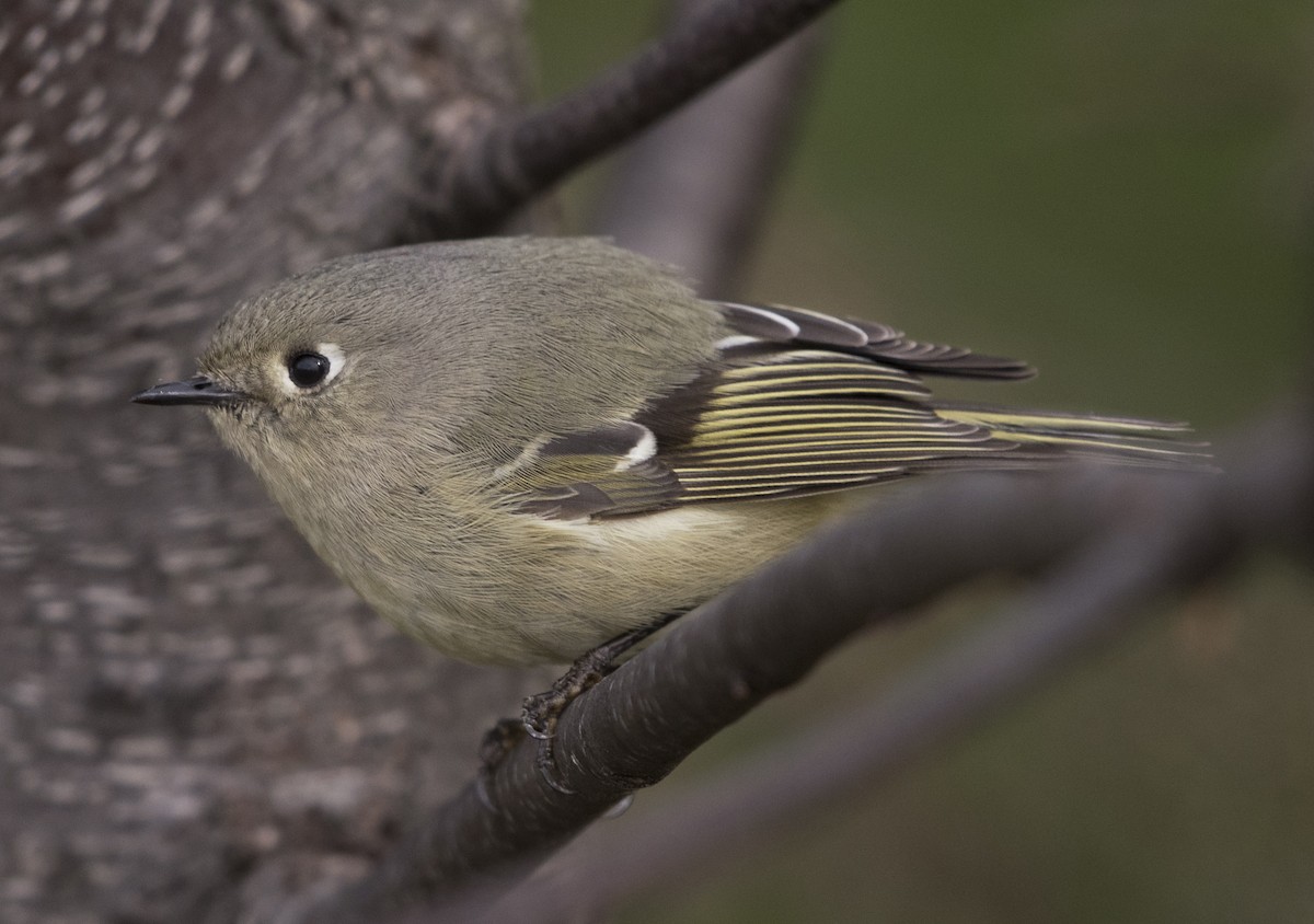 Ruby-crowned Kinglet - ML93379471