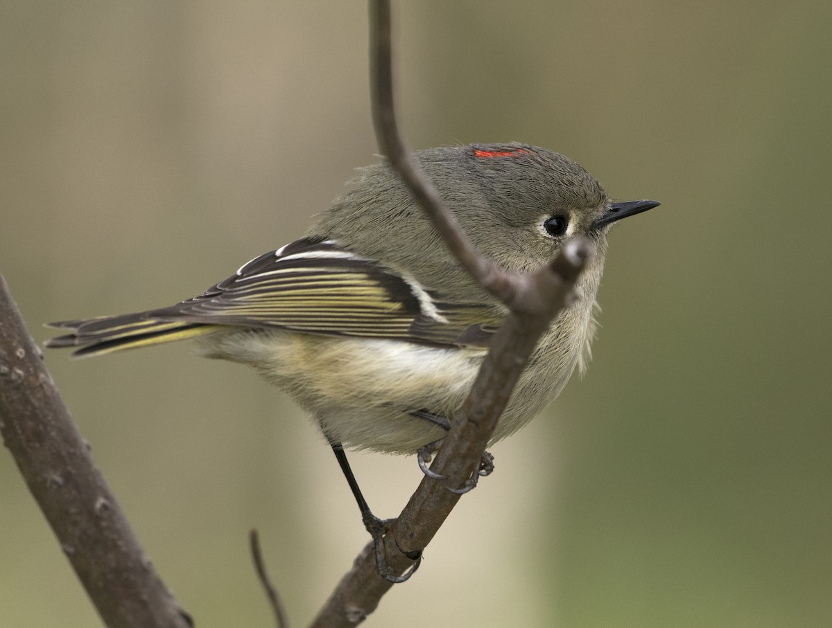 Ruby-crowned Kinglet - ML93379491