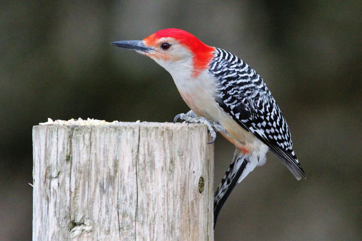 Red-bellied Woodpecker - Quinten Wiegersma