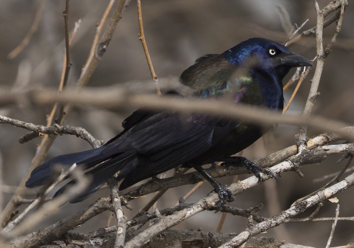 Common Grackle - ML93380591