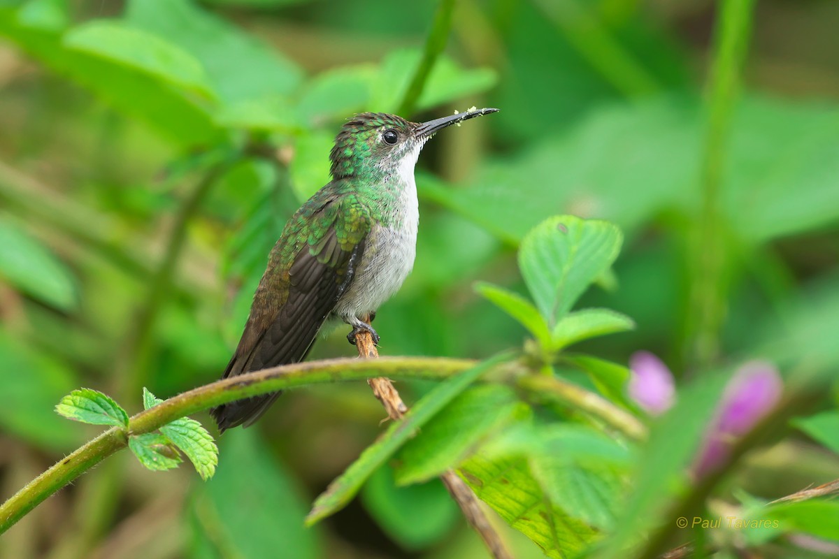 White-chested Emerald - Paul Tavares