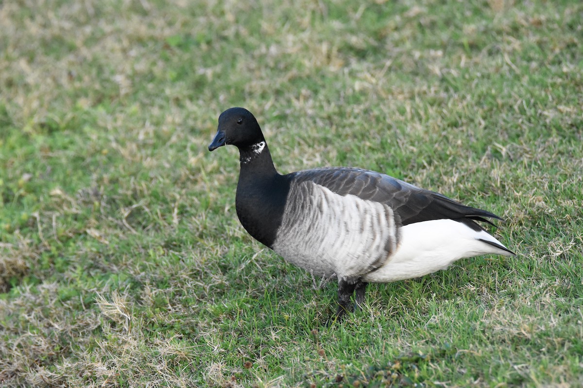 Brant - ML93382171