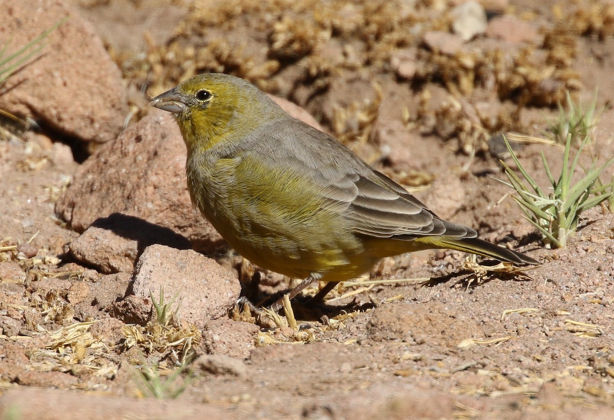 Greenish Yellow-Finch - ML93382331