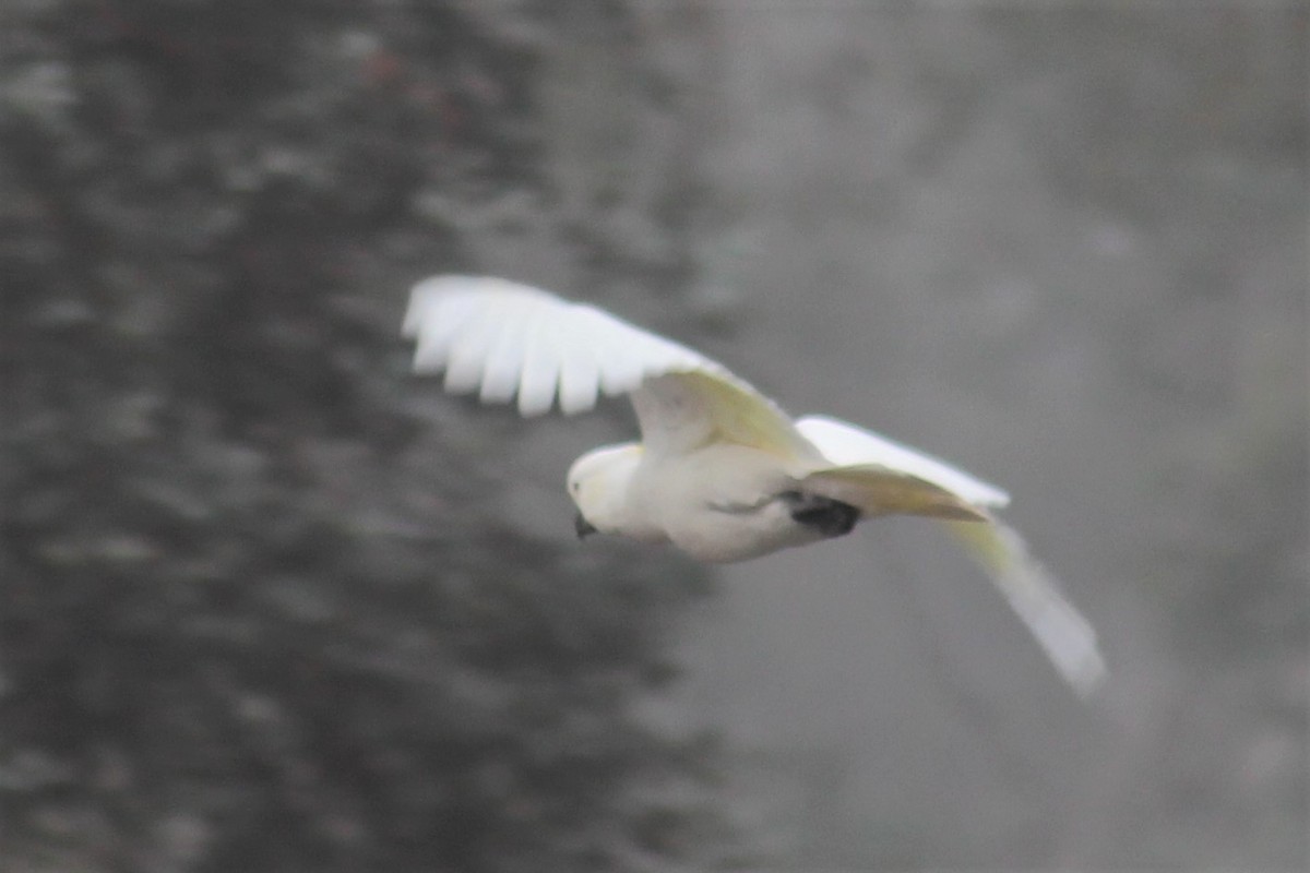 Sulphur-crested Cockatoo - ML93382561