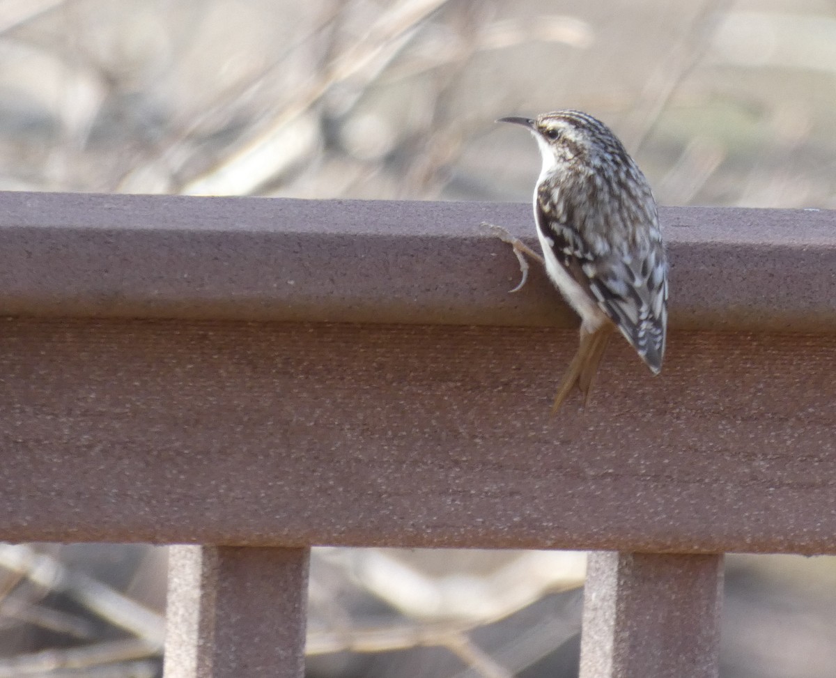 Brown Creeper - ML93382851