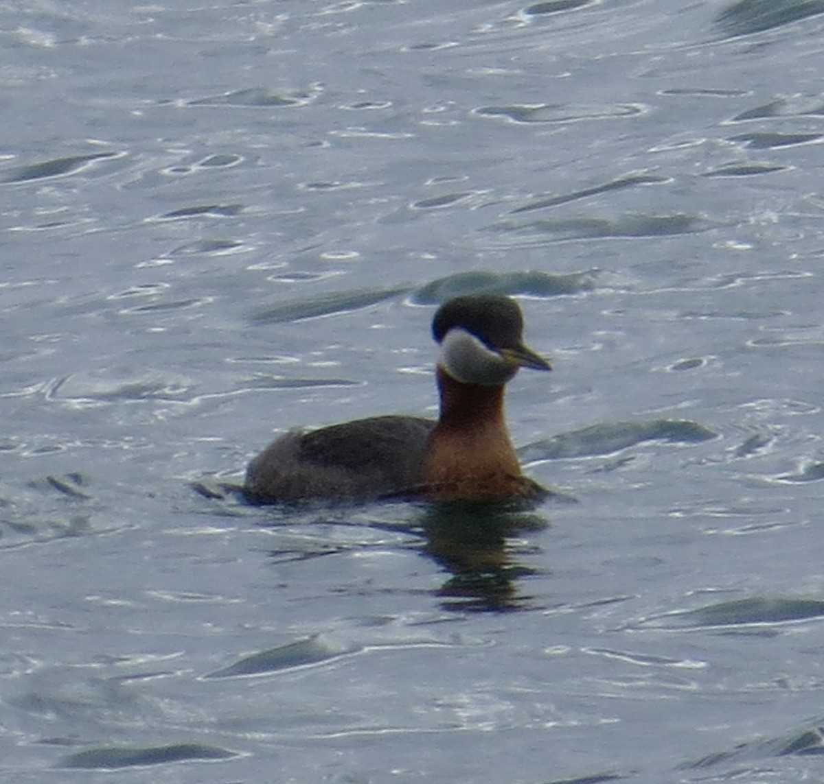 Red-necked Grebe - ML93384551
