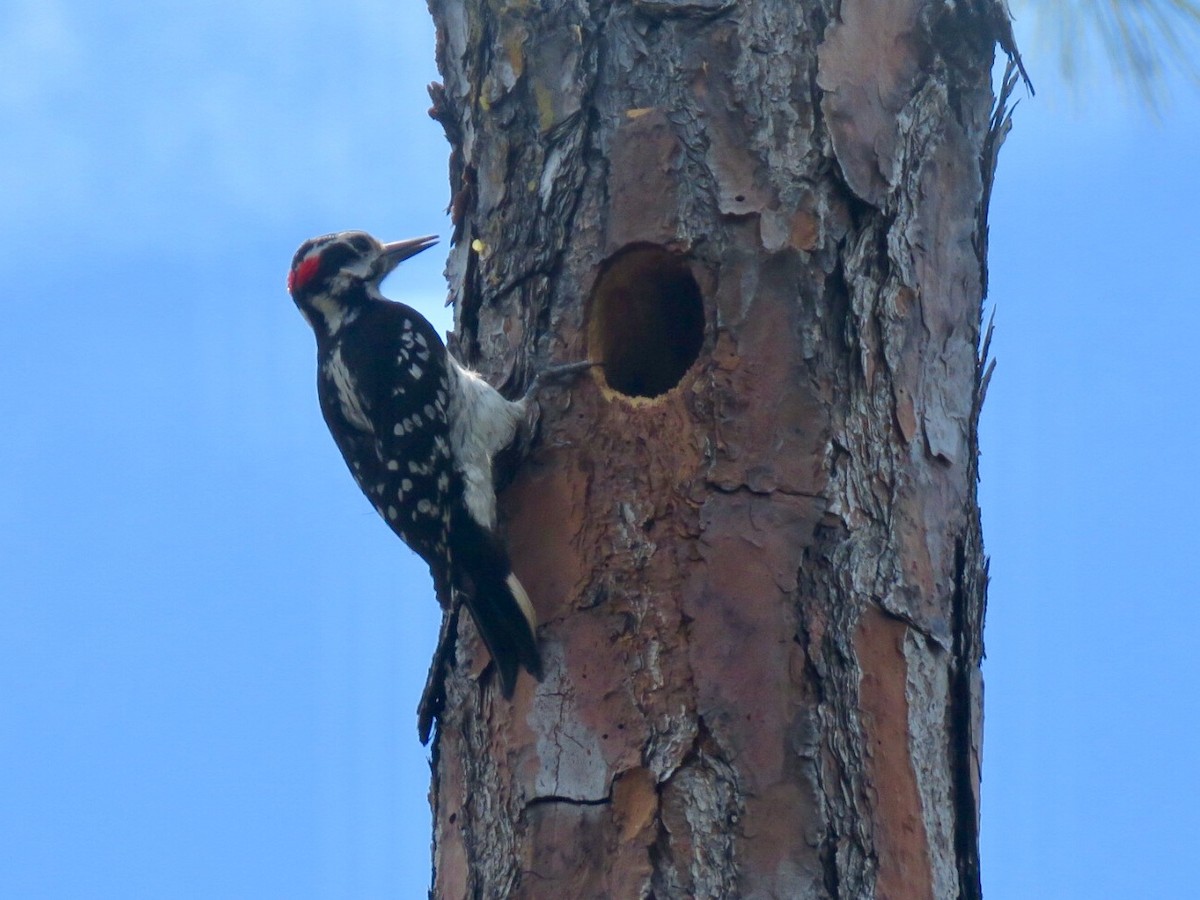 Hairy Woodpecker - ML93385601