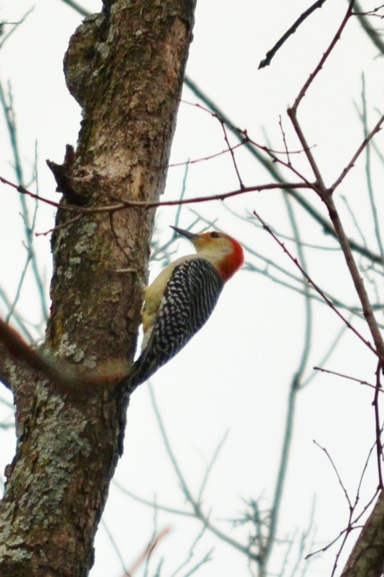 Red-bellied Woodpecker - ML93385801