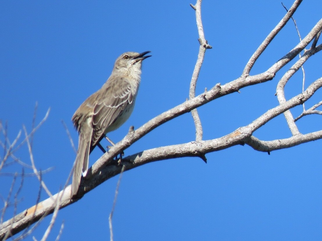 Bahama Mockingbird - ML93385951