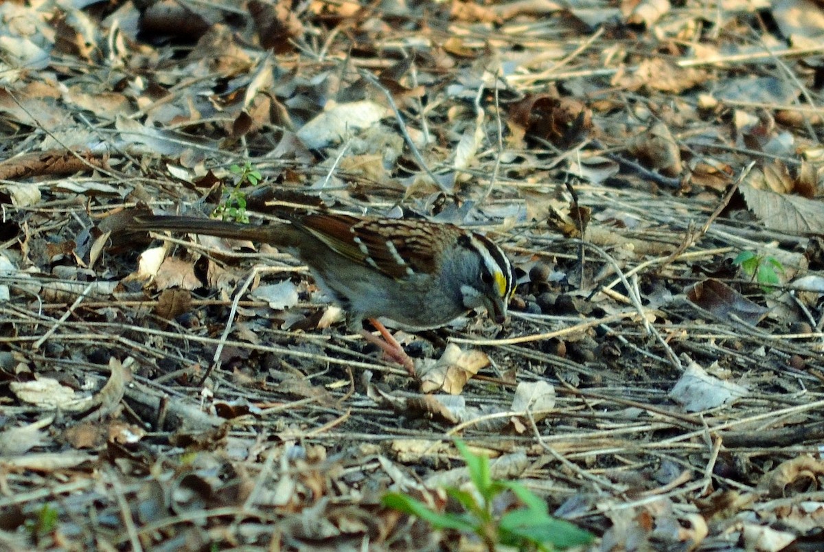 White-throated Sparrow - ML93386011