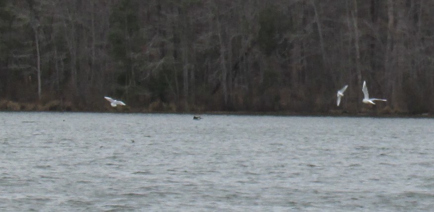 Bonaparte's Gull - ML93386101