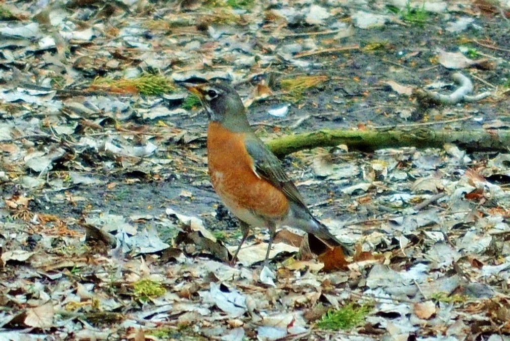 American Robin - ML93386891