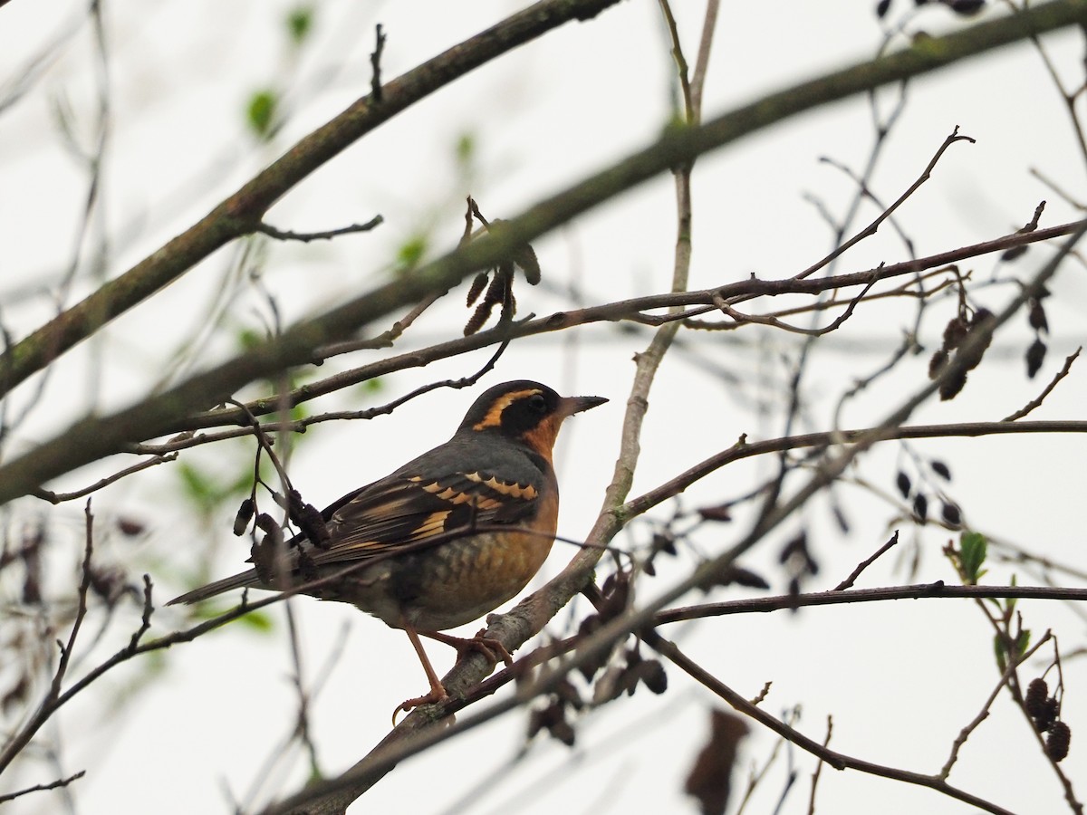 Varied Thrush - ML93387051