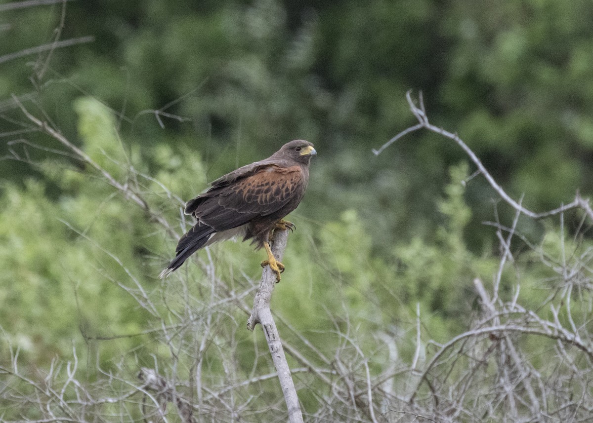 Harris's Hawk - ML93388761