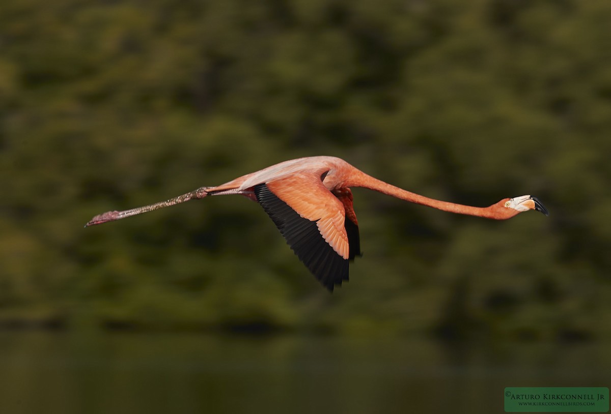 American Flamingo - ML93389341