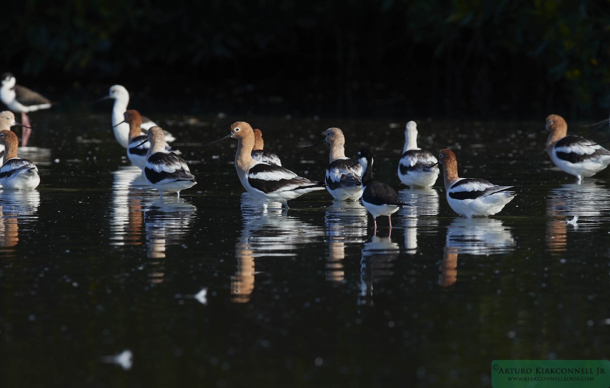 Avoceta Americana - ML93389471