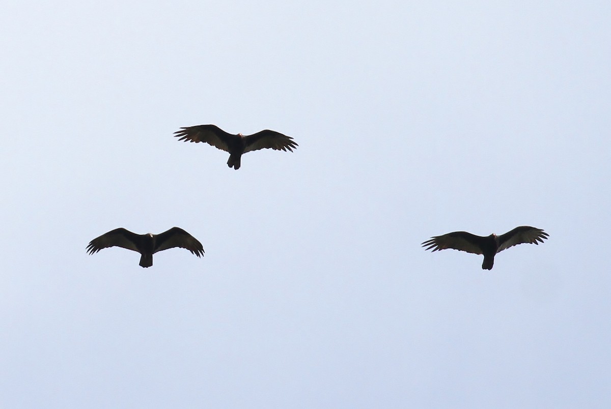 Turkey Vulture - ML93391631