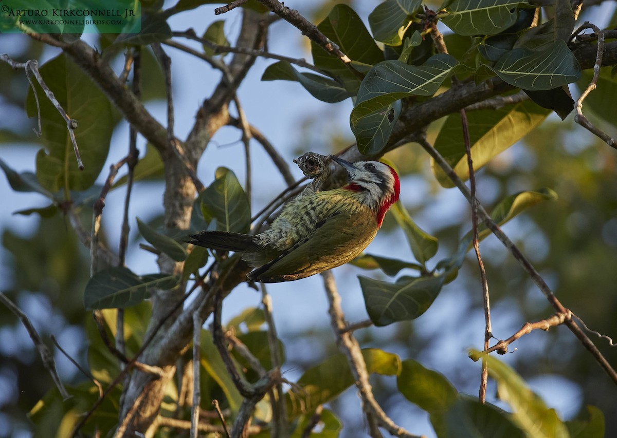 Carpintero Tajá - ML93392051