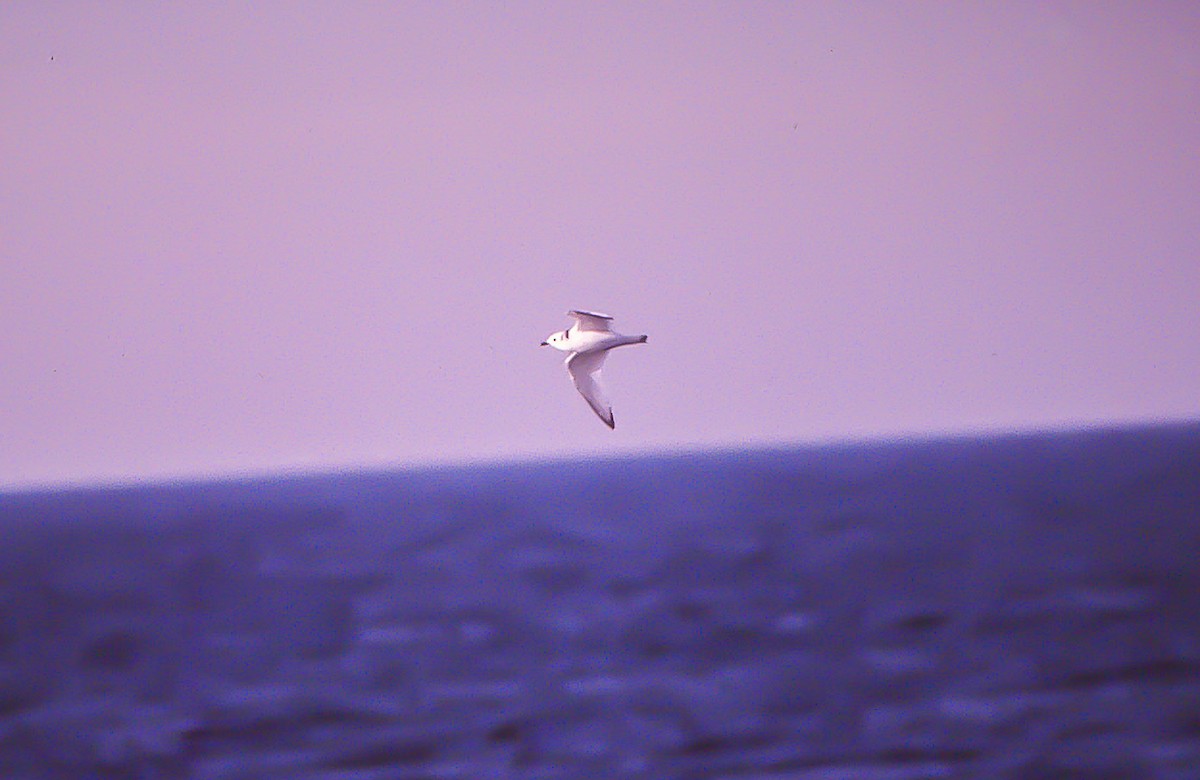 Гурван хуруут цахлай - ML93392751