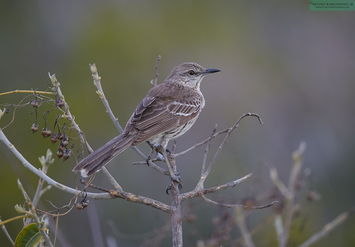 Bahama Mockingbird - Arturo Kirkconnell Jr