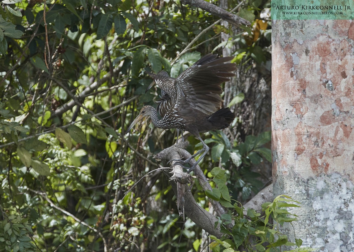 Limpkin - ML93393461