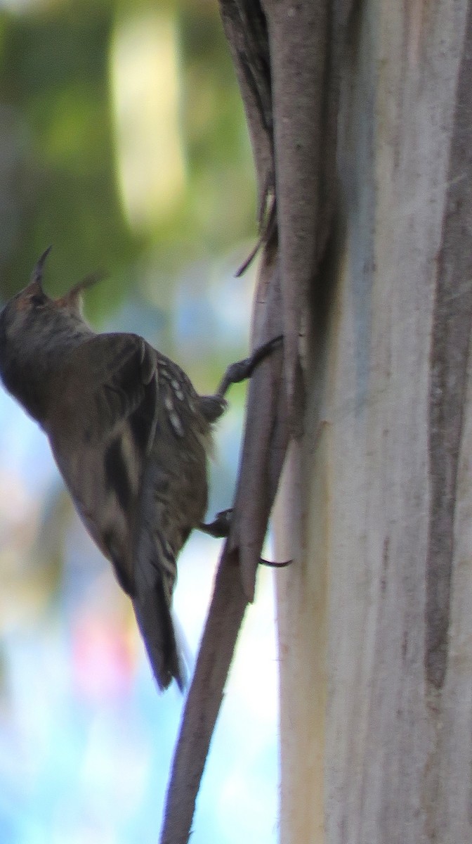 Red-browed Treecreeper - ML93394301