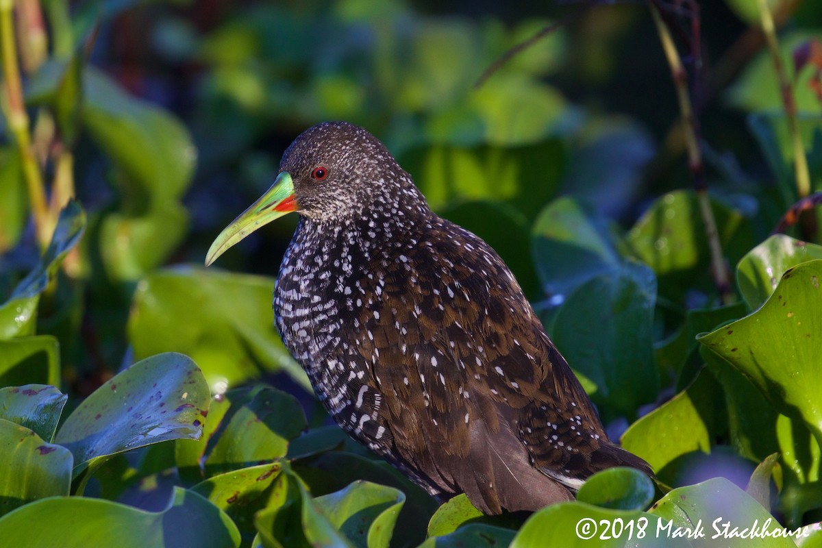 Spotted Rail - ML93394911