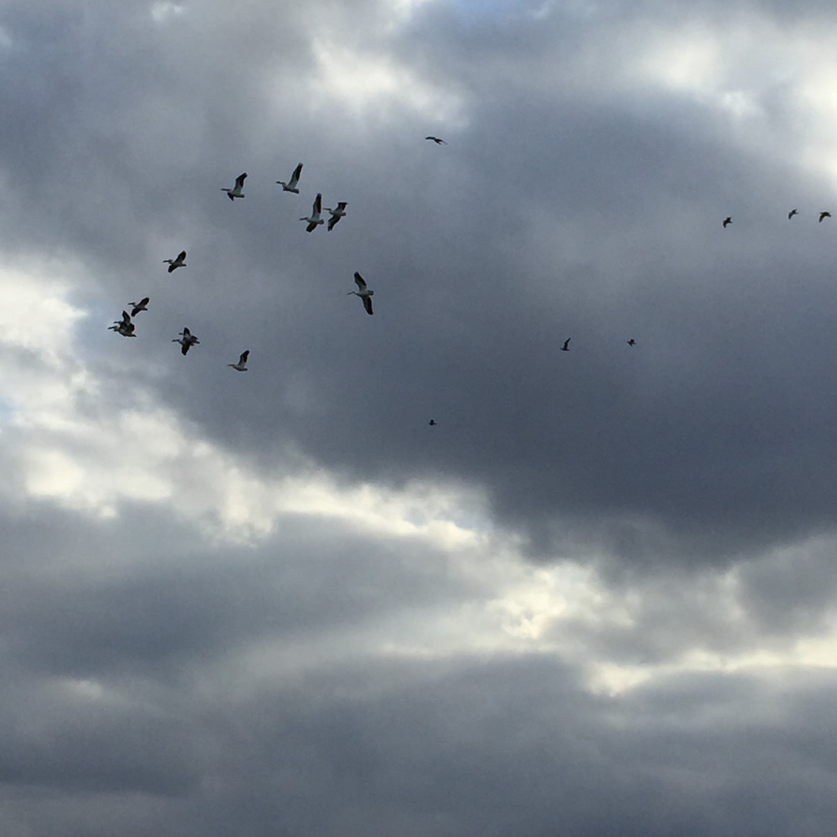 American White Pelican - ML93396411