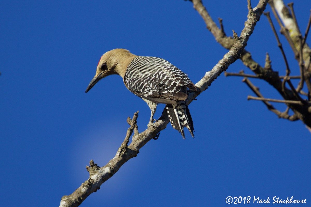 Gila Woodpecker - ML93396671