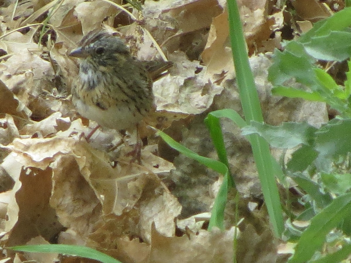 Lincoln's Sparrow - ML93396941