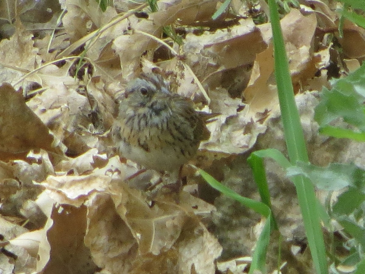 Lincoln's Sparrow - ML93396991