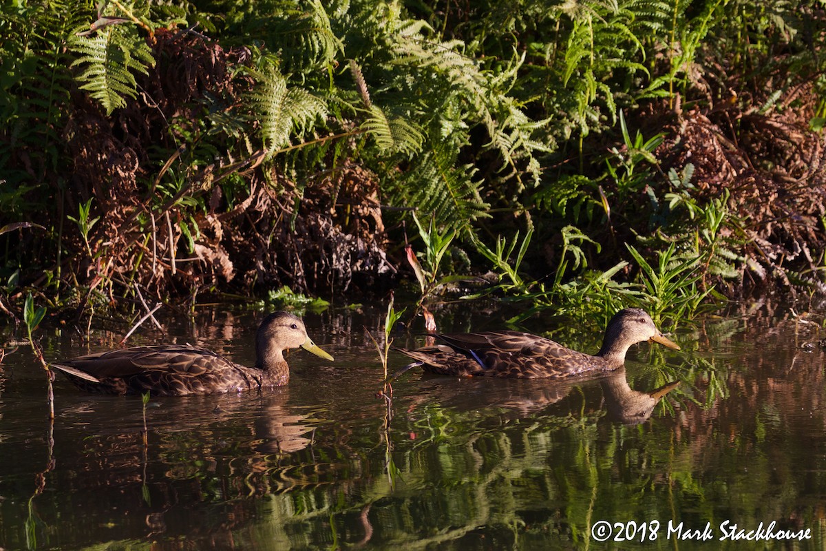 Mexican Duck - ML93397021