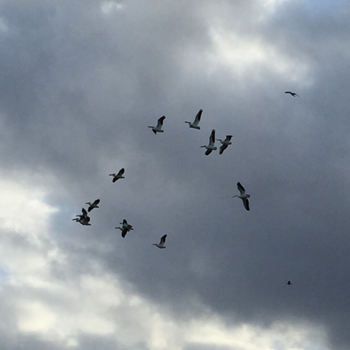 American White Pelican - ML93397071